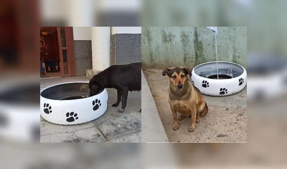 La Libertad: convierten llantas en dispensadores de comida para perros y gatos callejeros