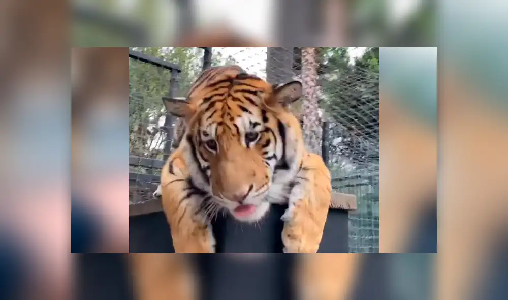 Desliza hacia la izquierda para ver el encuentro del cuidador de felinos con el tigre, escena que es viral en Facebook. Desliza hacia la izquierda para ver el encuentro del cuidador de felinos con el tigre, escena que es viral en Facebook.