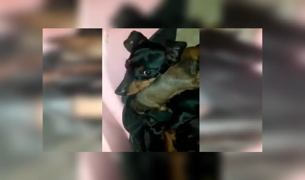 En Facebook, un chico descubrió que su perrita protegió a un tierno animal y le brindó un nuevo hogar. En Facebook, un chico descubrió que su perrita protegió a un tierno animal y le brindó un nuevo hogar.