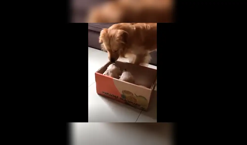 Vía Facebook: perro se pone celoso al ver a los nuevos integrantes de la familia [VIDEO]