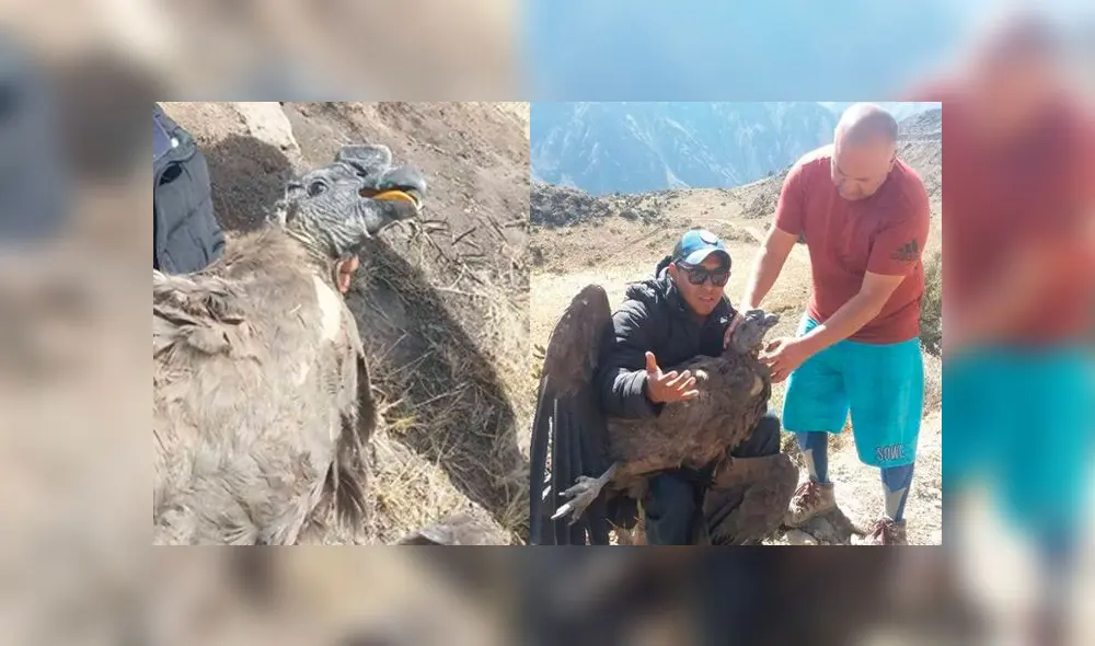 Arequipa: Rescatan a cóndor herido en valle del Colca
