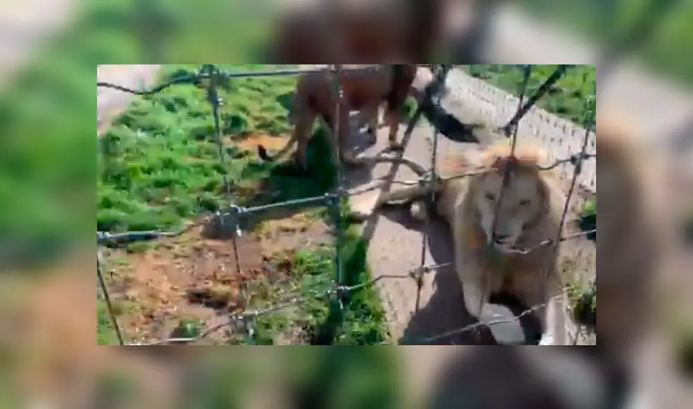 Video viral de Facebook. Cuidador se acerca para tomar una foto a leona y enfurecido depredador lo ataca.