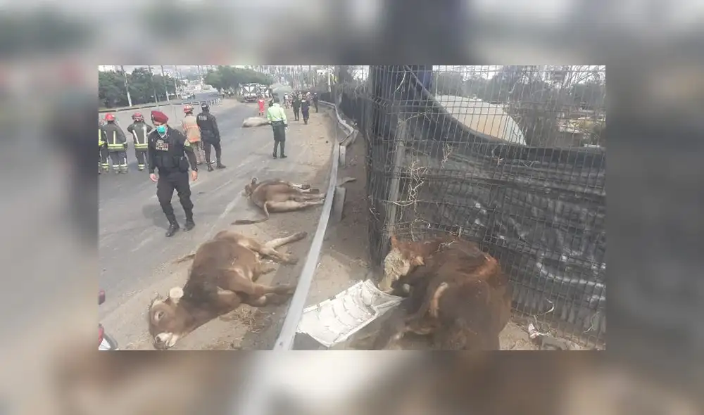 Animales muertos y vivos fueron retirados por la propia compañía que los trasladaba, mientras que el chofer y el camión fueron llevados a la comisaría de Monterrico. (Foto: Municipalidad de Surco)
