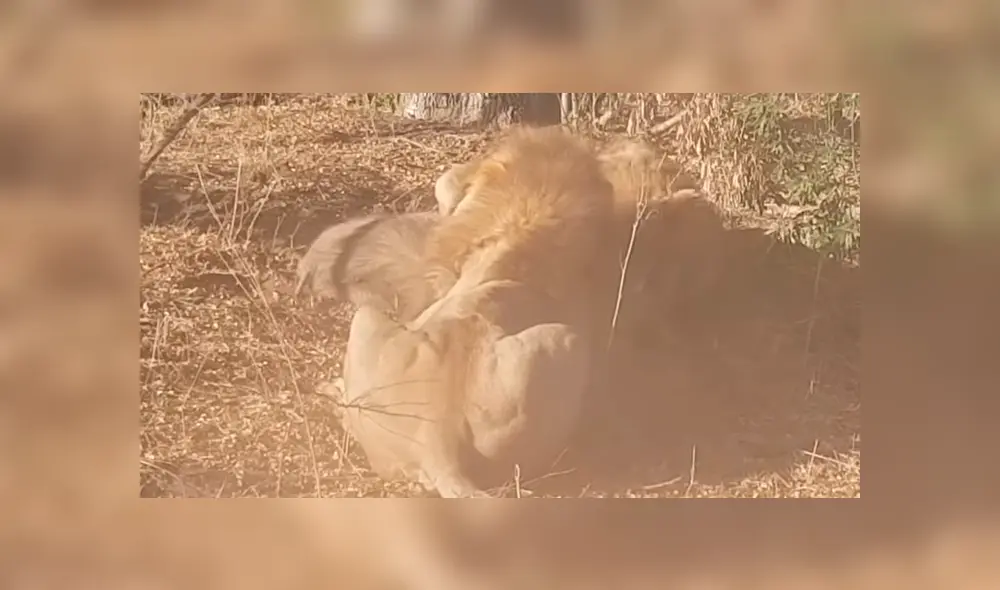 Feroces leones excavan profundo hoyo, llegan al fondo y encuentran lo menos pensado [VIDEO] 