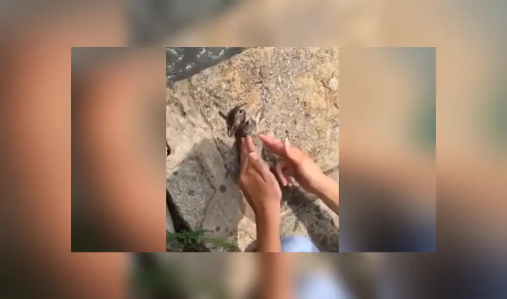 A través de YouTube se hizo viral el momento en que una mujer le salva la vida a una liebre. A través de YouTube se hizo viral el momento en que una mujer le salva la vida a una liebre.