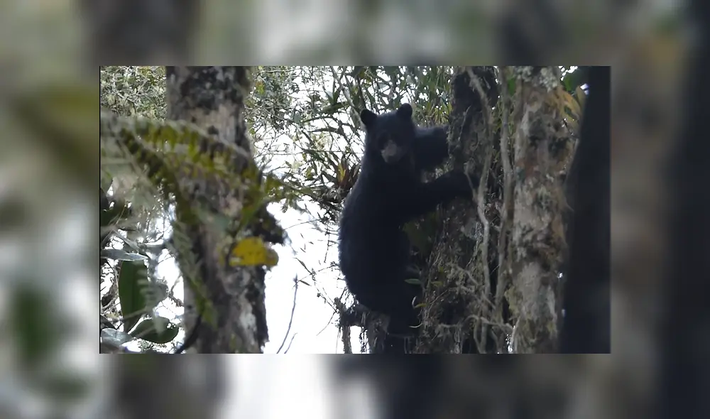 Oso de anteojos es filmado por primera vez en el Santuario Megantoni [VIDEO]