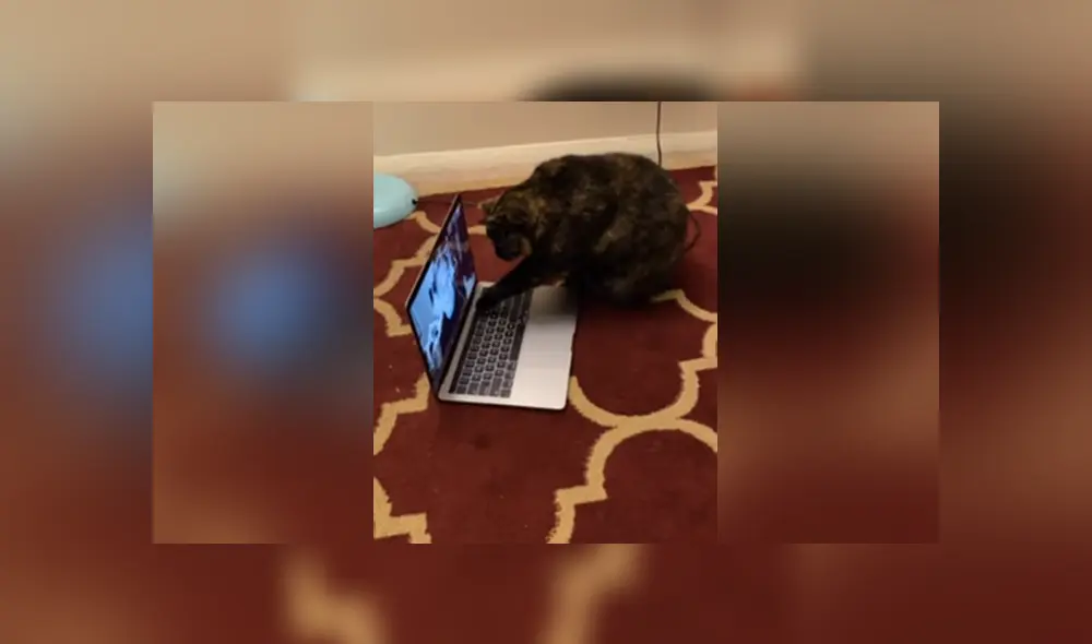 Desliza las imágenes para apreciar el tierno momento de un gato con su dueña al volverse a ver por videollamada. Desliza las imágenes para apreciar el tierno momento de un gato con su dueña al volverse a ver por videollamada.