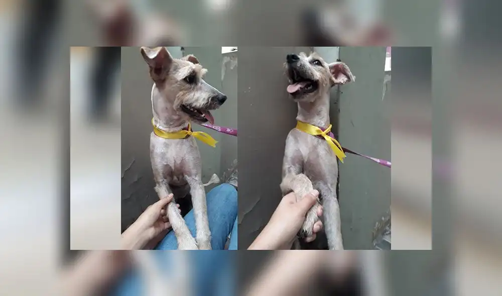 Mascota es hallada perdida en calle de Los Olivos 