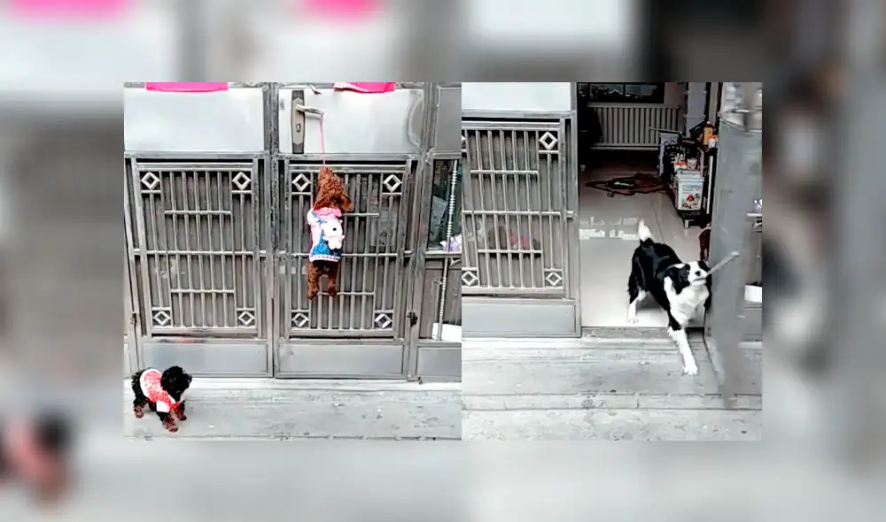 Facebook: perros cometen travesura y hacen lo inimaginable para que su dueña no se entere [VIDEO]