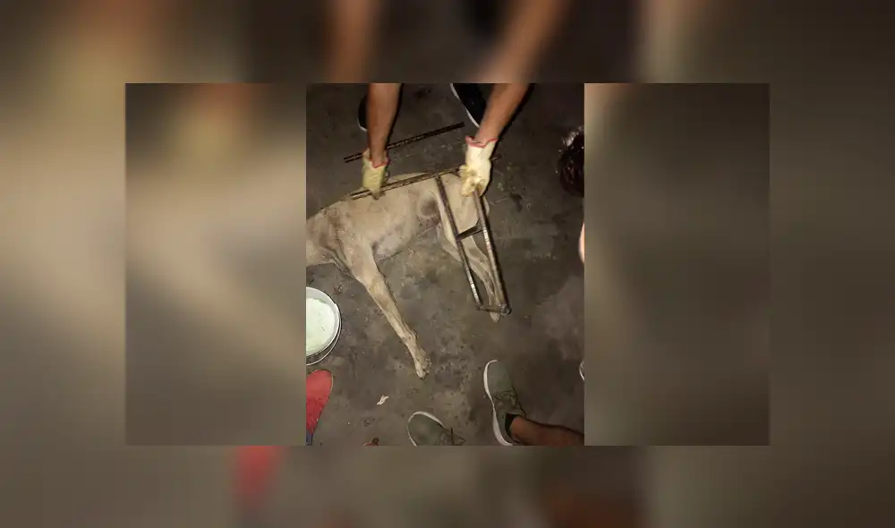 Desliza las imágenes hacia la izquierda para conocer la noble labor de unos jóvenes para salvar a un perro callejero.