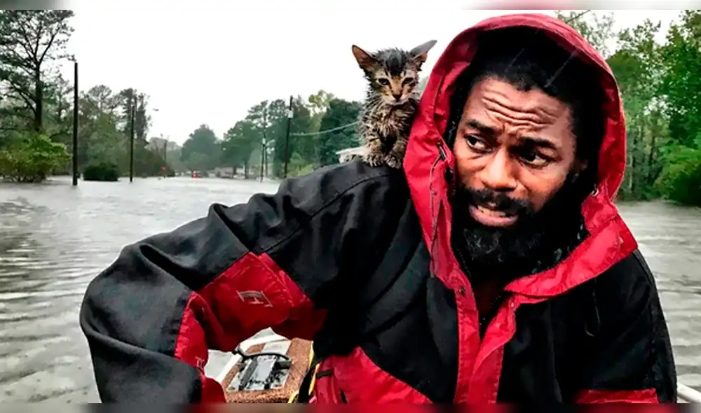 Huracán Florence: “Survivor”, el gatito que fue rescatado de las inundaciones Huracán Florence: “Survivor”, el gatito que fue rescatado de las inundaciones
