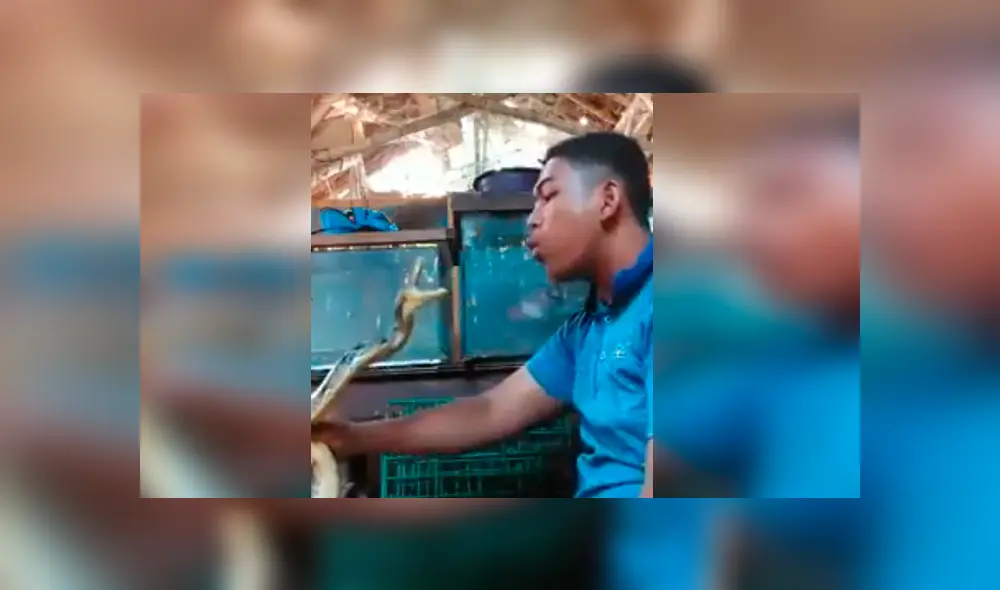 Osado joven quiso demostrar su valentía frente a la peligrosa serpiente, pero terminó protagonizando una espeluznante escena que aterro a miles Osado joven quiso demostrar su valentía frente a la peligrosa serpiente, pero terminó protagonizando una espeluznante escena que aterro a miles