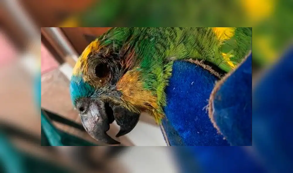 Así lucen los animales víctimas del incendio en la Amazonía [FOTOS]