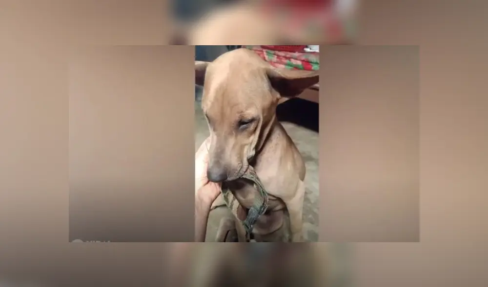 Desliza hacia la izquierda para ver más del video viral. Fotocaptura: YouTube Desliza hacia la izquierda para ver más del video viral. Fotocaptura: YouTube