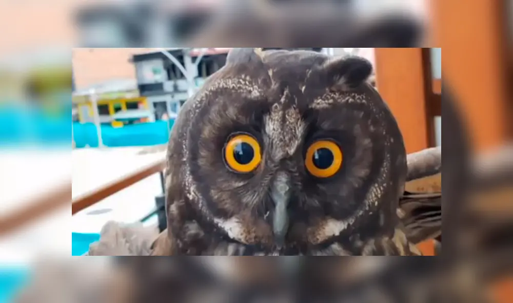 Búho eutanasia Búho eutanasia