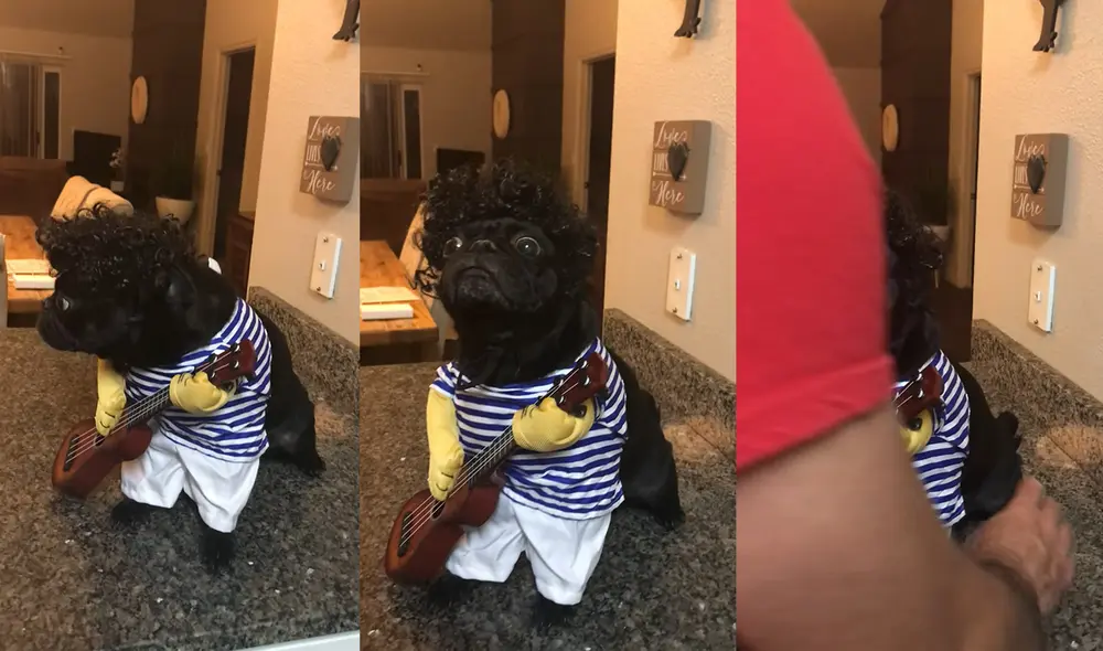 Este singular acontecimiento ocurrió en Salt Lake City, Utah, USA. Foto: captura de YouTube