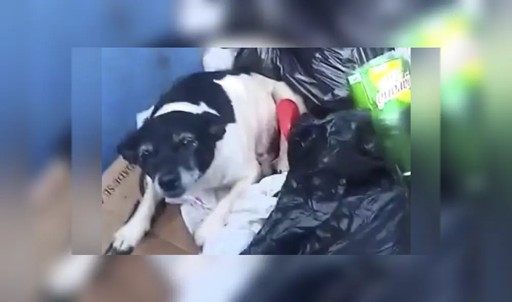 Flor se está recuperando y ahora se encuentra en búsqueda de una familia que la quiera y la cuide. Foto: captura Flor se está recuperando y ahora se encuentra en búsqueda de una familia que la quiera y la cuide. Foto: captura