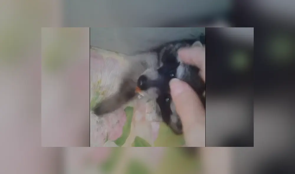 El animal de 15 kilos quedó atascado debido a ciertos impedimentos físicos, por lo que el joven se compadeció de él y le dio un poco de comida. Foto: captura