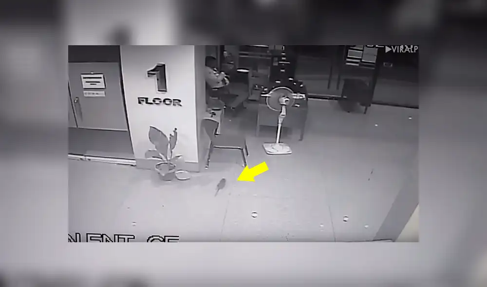 Facebook viral: vigilante es sorprendido por gigante rata mientras jugaba en su celular [VIDEO]