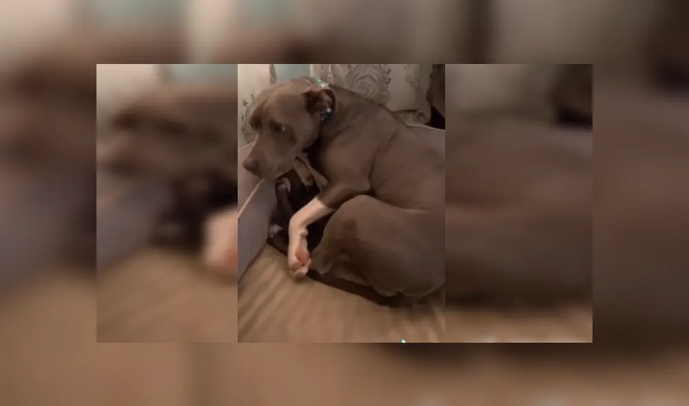 Desliza las imágenes para ver más sobre esta 'traviesa' perrita que es viral en TikTok. Desliza las imágenes para ver más sobre esta 'traviesa' perrita que es viral en TikTok.