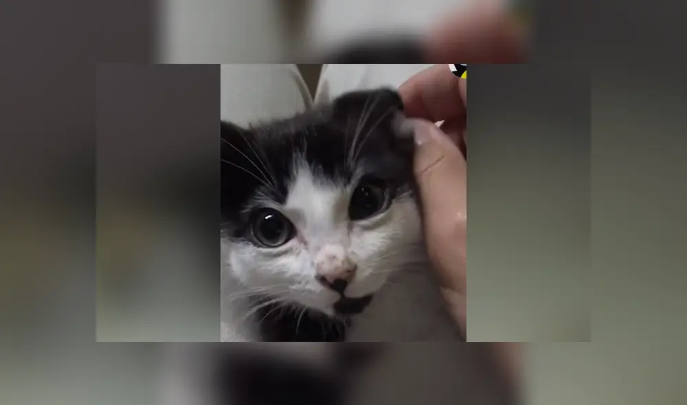 Unos rescatistas salvaron la vida del pequeño felino que estaba atorado en un hoyo. Foto: Facebook