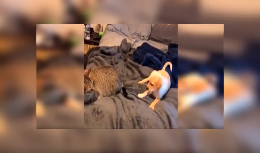 Desliza las imágenes para observar la inesperada reacción de un gato para evitar jugar con un travieso cachorro.