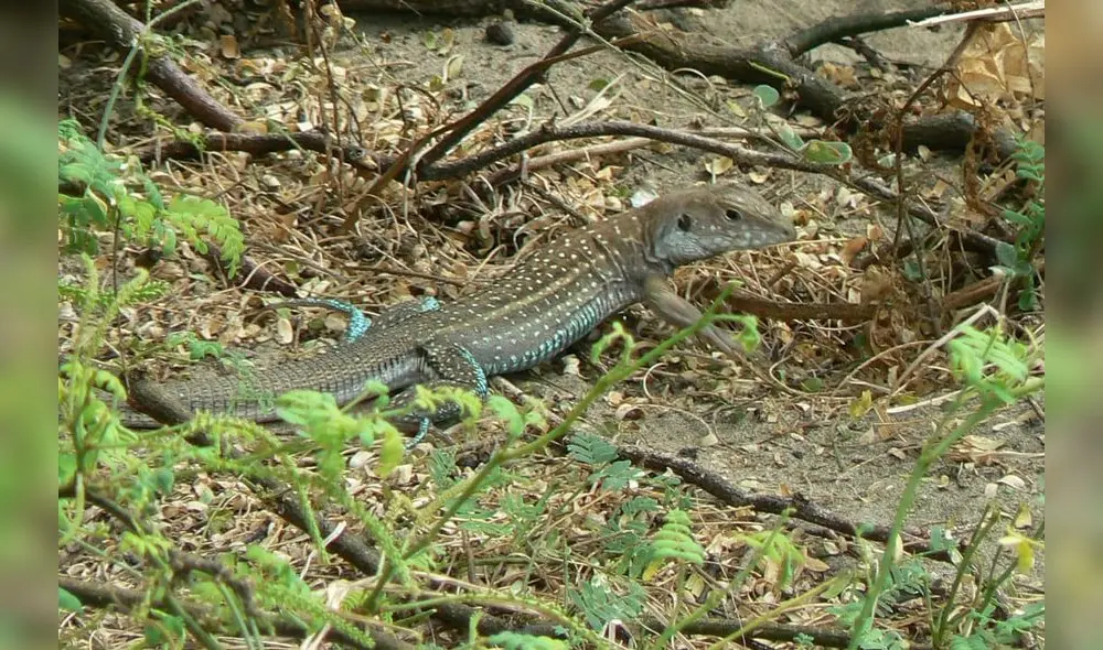Especie se ve desprotegida ante atentados de la población que no respeta las normativas vigente. Foto: La República