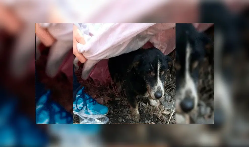 Instagram: entierran a perro creyendo que murió y "resucita" al poco tiempo [FOTOS]