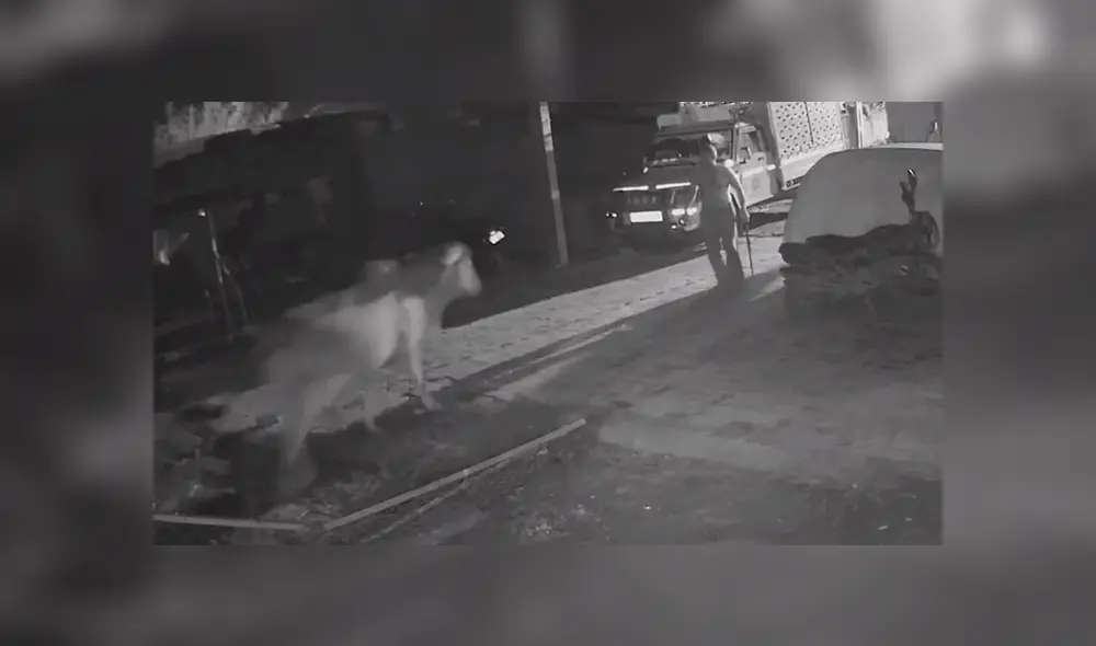 El hombre de 50 años ve a su vaca huir despavorida por su costado. El hombre de 50 años ve a su vaca huir despavorida por su costado.