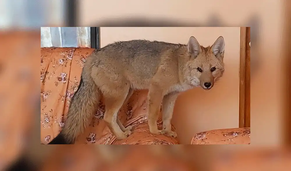 El zorro se ha acostumbrado a su familia humana, según los animalistas. Foto: Efe. El zorro se ha acostumbrado a su familia humana, según los animalistas. Foto: Efe.