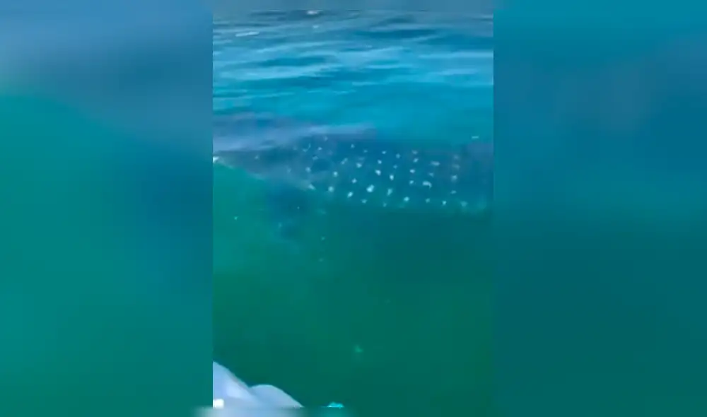Bañistas nadan junto a tiburón ballena en Tumbes [VIDEO]