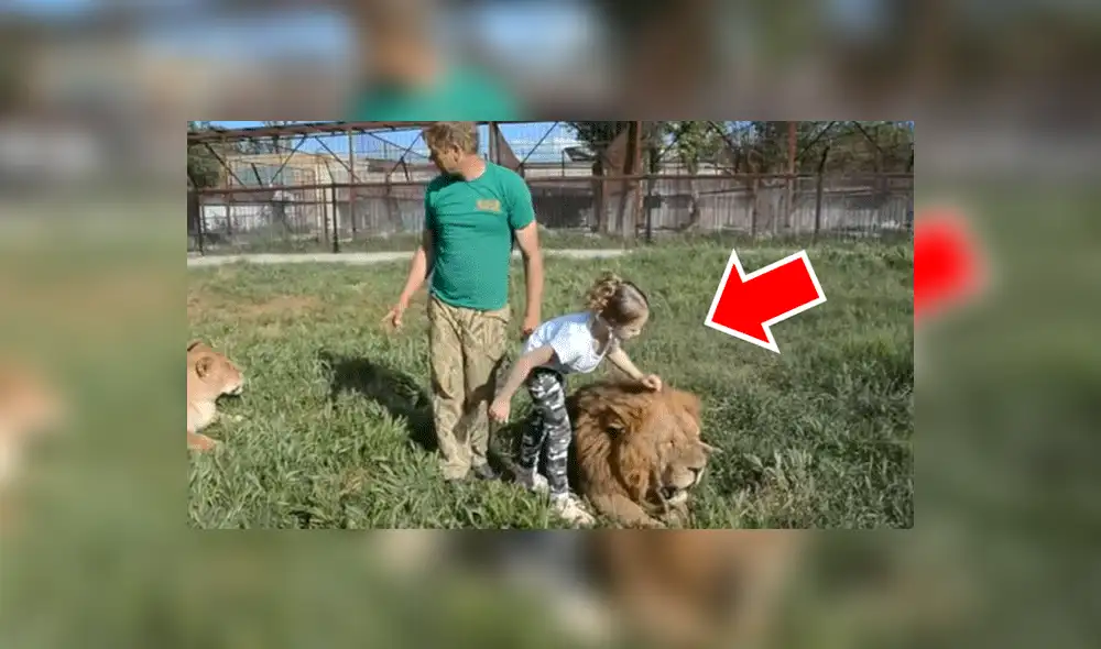 YouTube viral: Niña entra a calabozo de leones y la reacción de estos deja impactados a todos [VIDEO]