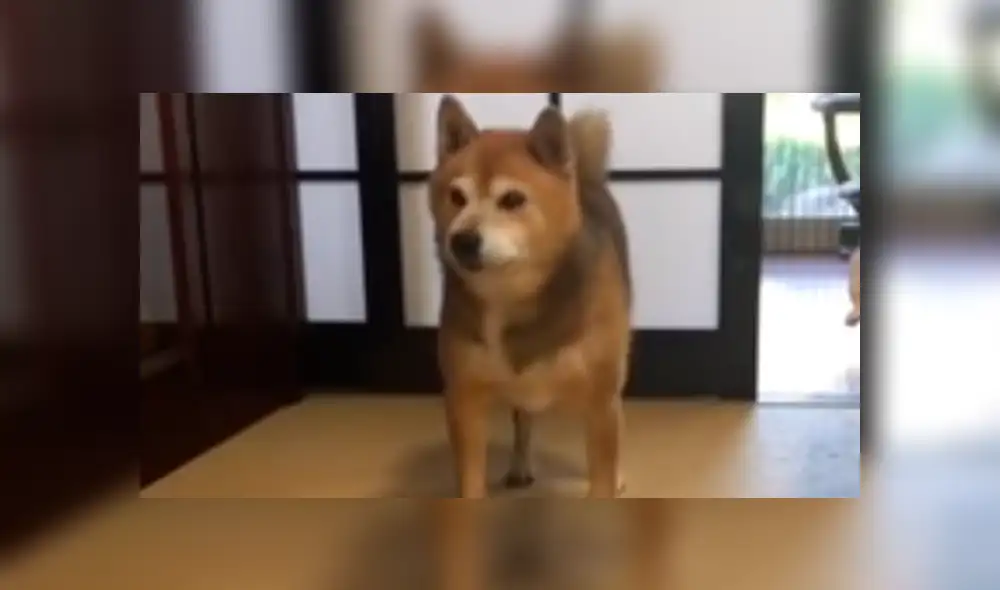 Facebook viral: perro reacciona con violencia porque sus amor no servían sus alimentos [VIDEO]