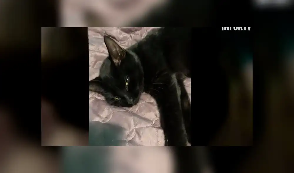 Desliza para ver las fotos de esta historia que conmovió a todos en YouTube. Foto: Captura. Desliza para ver las fotos de esta historia que conmovió a todos en YouTube. Foto: Captura.