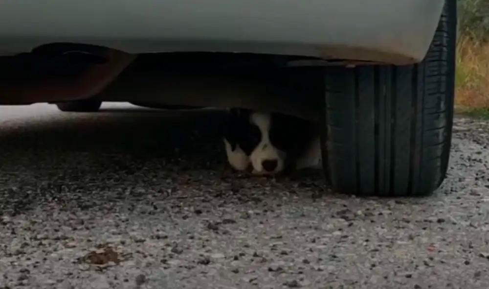 Desliza las imágenes para conocer a Bandit, el perrito que fue salvado en una carretera en Atenas. Foto: captura de YouTube Desliza las imágenes para conocer a Bandit, el perrito que fue salvado en una carretera en Atenas. Foto: captura de YouTube