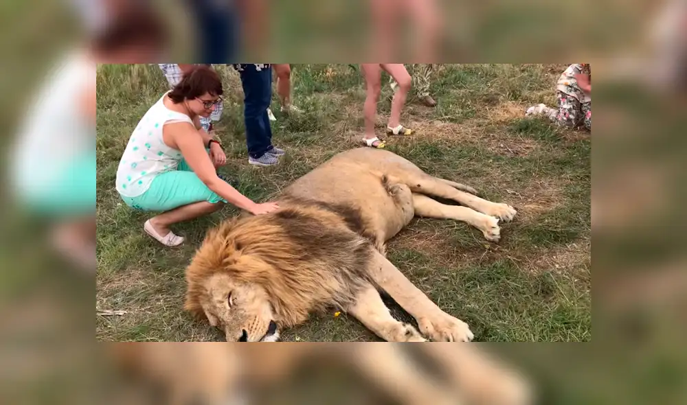 León 'perezoso' arruina fotografía de turistas que hacían safari al quedarse dormido en todo el tour.