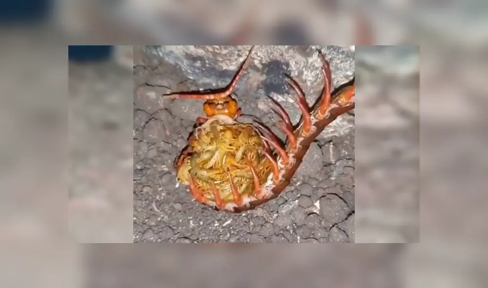 YouTube viral: halla extraña criatura retorciéndose de dolor en la tierra y queda impactado al descubrir qué es [VIDEO]