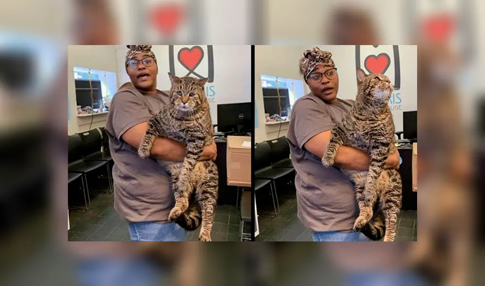Gato que pesa más de 12 kilos se encuentra en la búsqueda de un hogar “para ser feliz” [FOTOS]