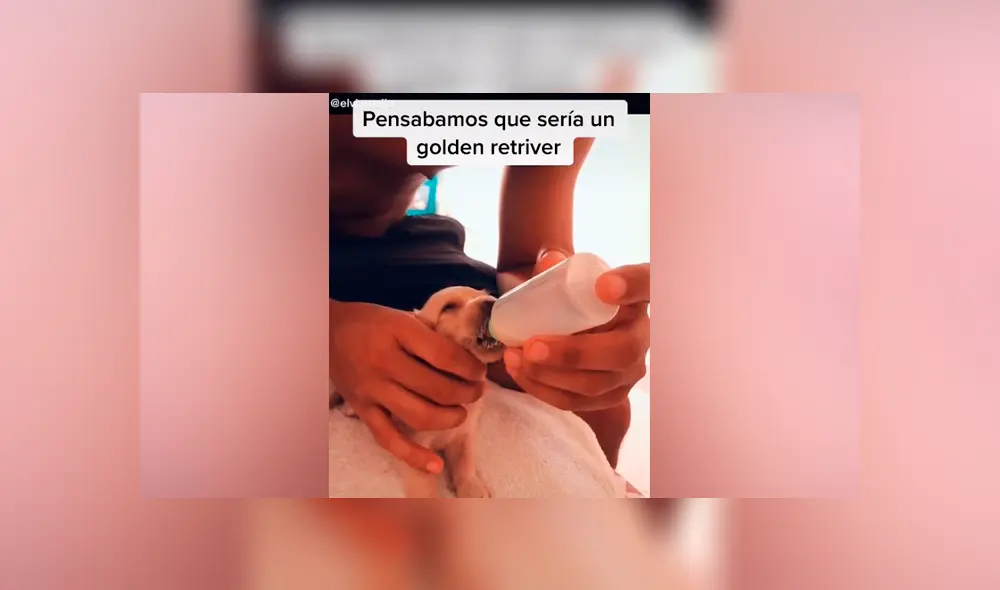 Desliza las imágenes para descubrir la verdadera raza de este presunto perro golden retriever. Foto: Elvia Mejía/TikTok Desliza las imágenes para descubrir la verdadera raza de este presunto perro golden retriever. Foto: Elvia Mejía/TikTok