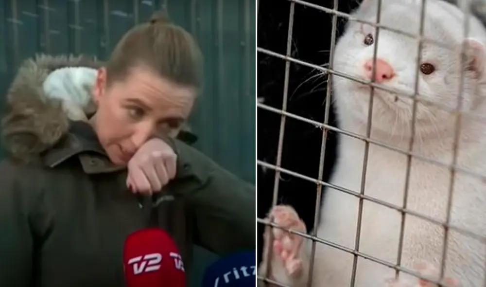 Mette Frederiksen se encontraba visitando una granja de cría de visones en la municipalidad de Kolding, donde todos los animales fueron sacrificados. Foto: Composición LR