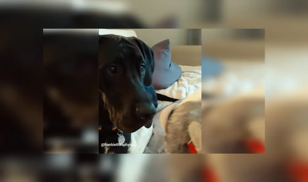 En Facebook, un chico utilizó un terrorífico muñeco para asustar a su perro sin imaginar su reacción. En Facebook, un chico utilizó un terrorífico muñeco para asustar a su perro sin imaginar su reacción.