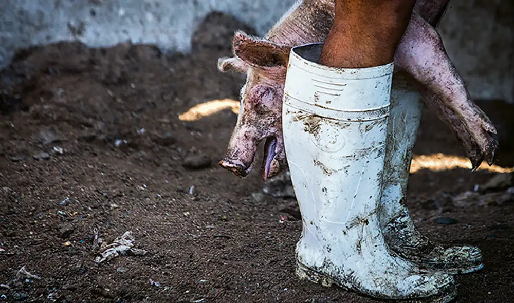 criadero chanchos coronavirus covid-19 cerdos pobreza
