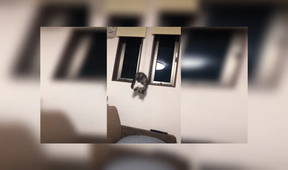 Desliza las imágenes hacia la izquierda para conocer el incidente que estuvo a punto de protagonizar un gato.