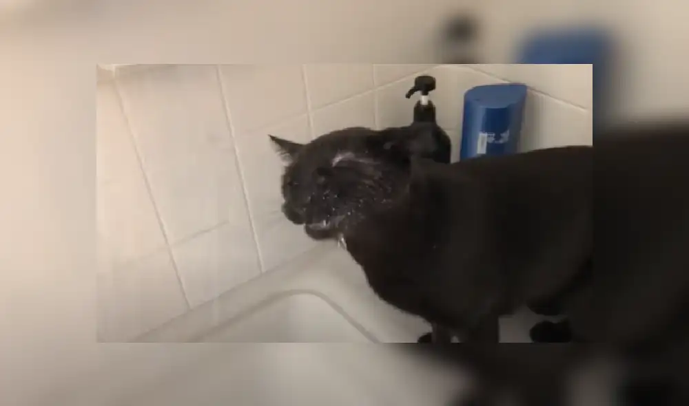 Desliza las imágenes para ver más de esta escena que se hizo viral en YouTube. Desliza las imágenes para ver más de esta escena que se hizo viral en YouTube.