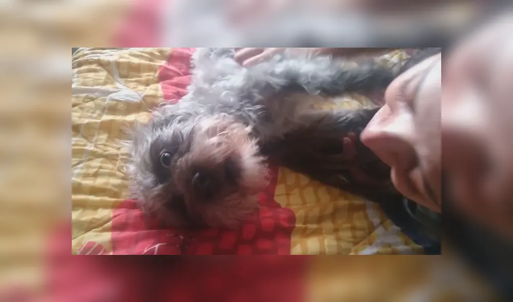 Desliza las imágenes para conocer la reacción de un perro cuando recibe cariño por parte de su dueña. Foto: Captura.
