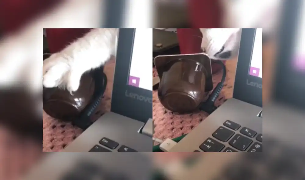 Desliza hacia la izquierda para ver más fotos del gracioso momento del 'robo' que protagonizó el gatito. Desliza hacia la izquierda para ver más fotos del gracioso momento del 'robo' que protagonizó el gatito.