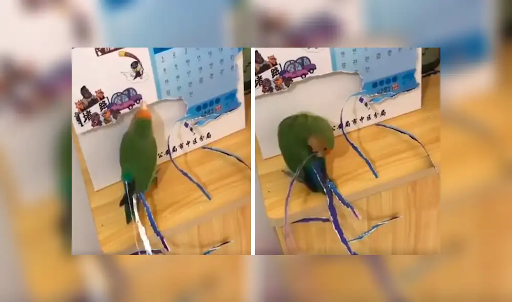 En YouTube, un loro aprovechó la distracción de su dueño para aplicar un creativo método para tener más plumas. En YouTube, un loro aprovechó la distracción de su dueño para aplicar un creativo método para tener más plumas.