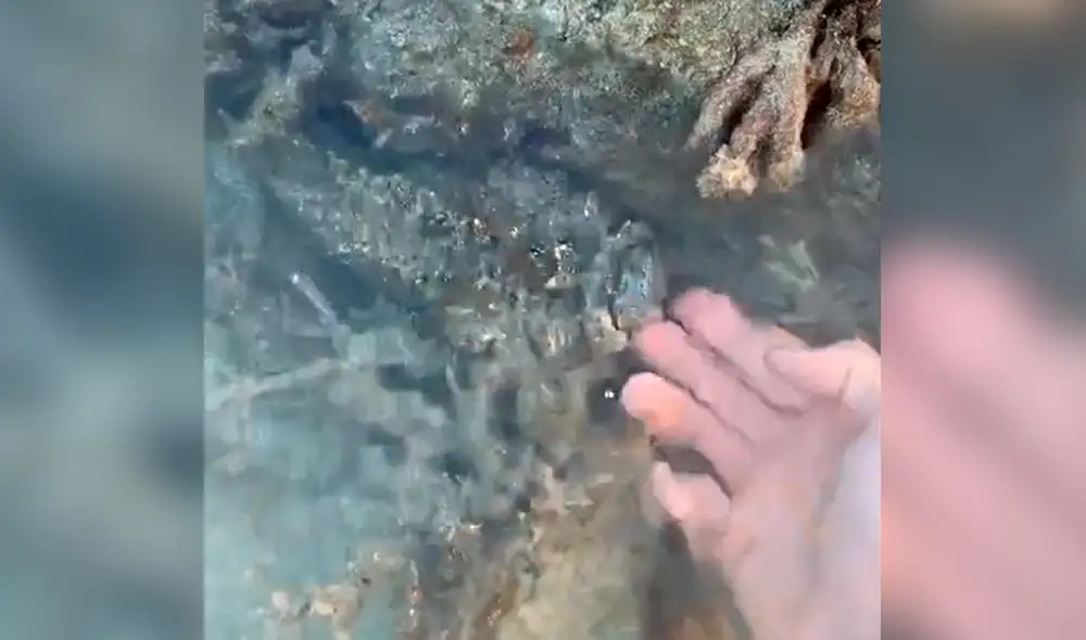 El hombre tuvo que coger con cuidado al exótico animal para no tocar sus espinas. Foto: jeffreycoleman02 / TikTok