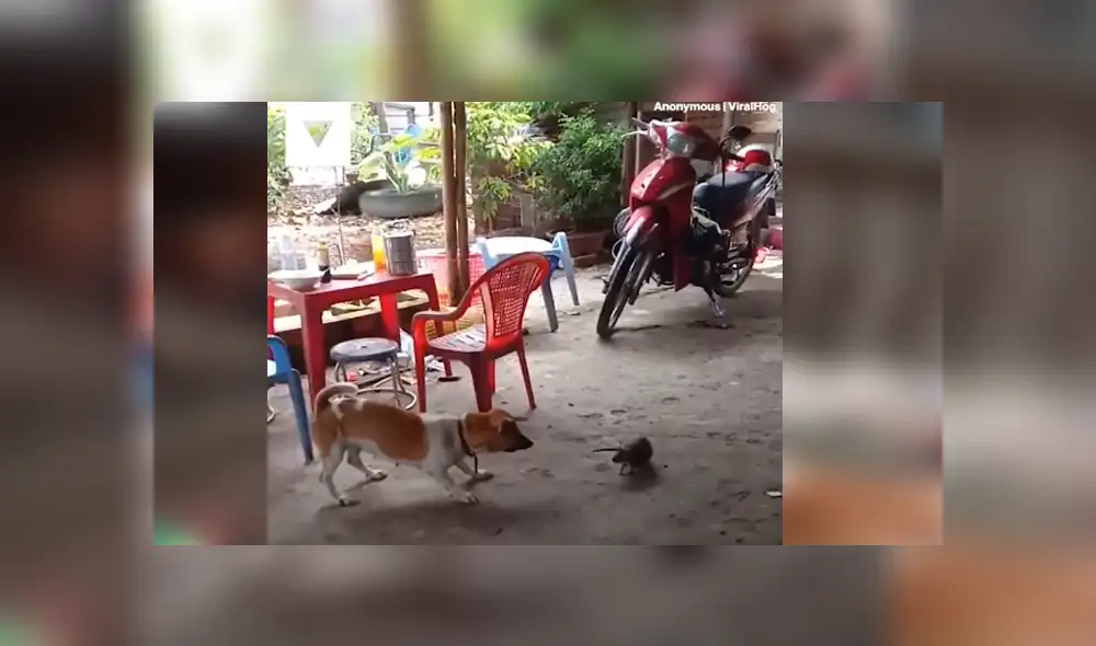 Desliza para ver los detalles del video viral publicado en Facebook. Foto: Captura. Desliza para ver los detalles del video viral publicado en Facebook. Foto: Captura.