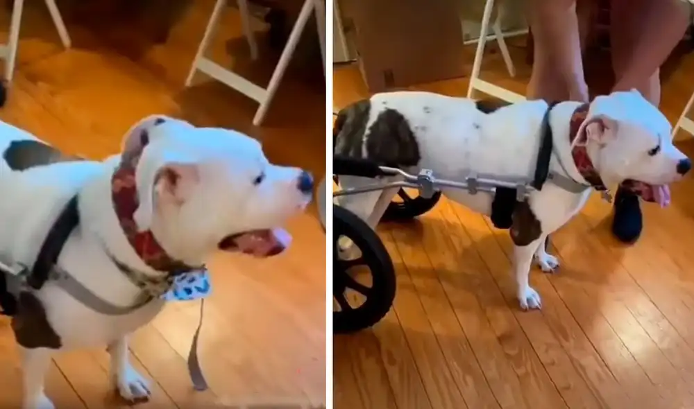 Desliza las imágenes para ver la conmovedora reacción de un perro con discapacidad al tener su nueva silla de ruedas. Foto: captura de Facebook